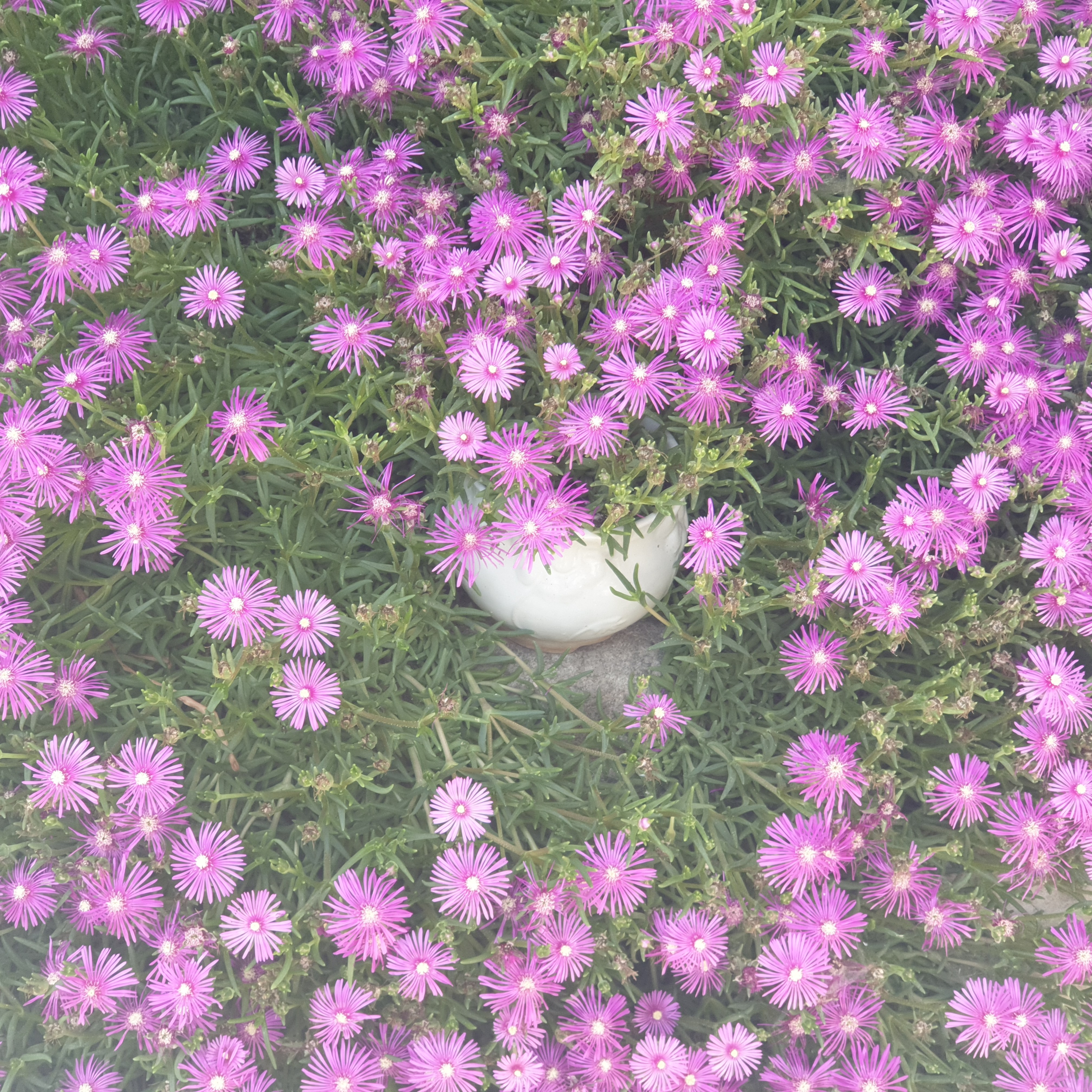 인플루언서 프로필