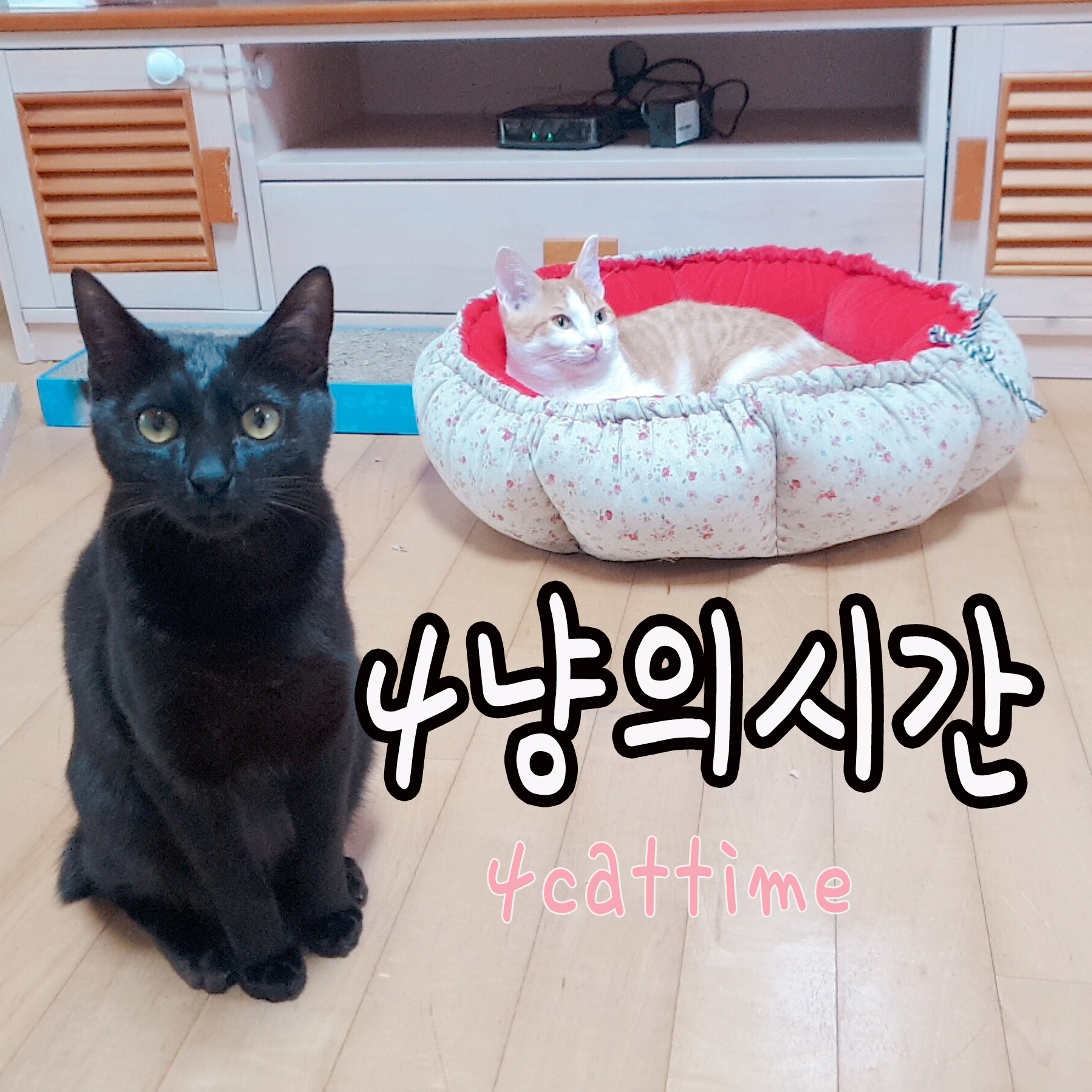 인플루언서 프로필