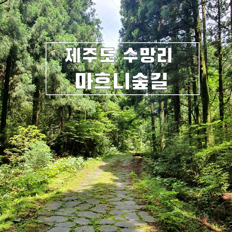 네이버 인플루언서: 히릿의 홈 [네이버 인플루언서] 히릿