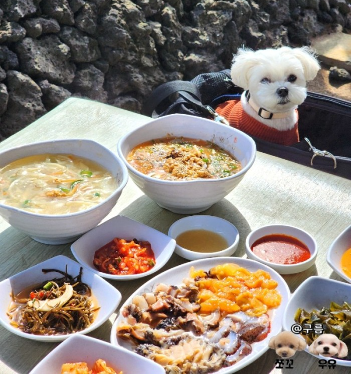 네이버 인플루언서 [네이버 인플루언서] 제주 애견동반 식당 뷰폭발