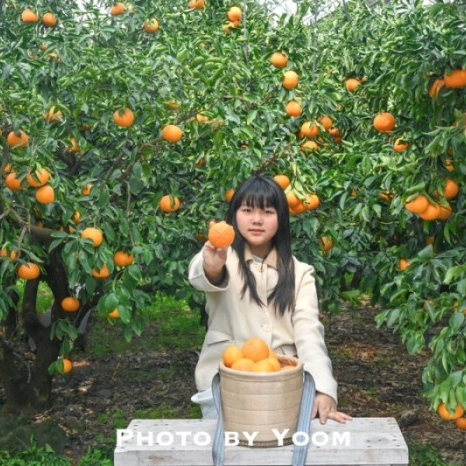 네이버 인플루언서 [네이버 인플루언서] 제주도 유채꽃 명소 모음