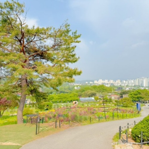 차니스시