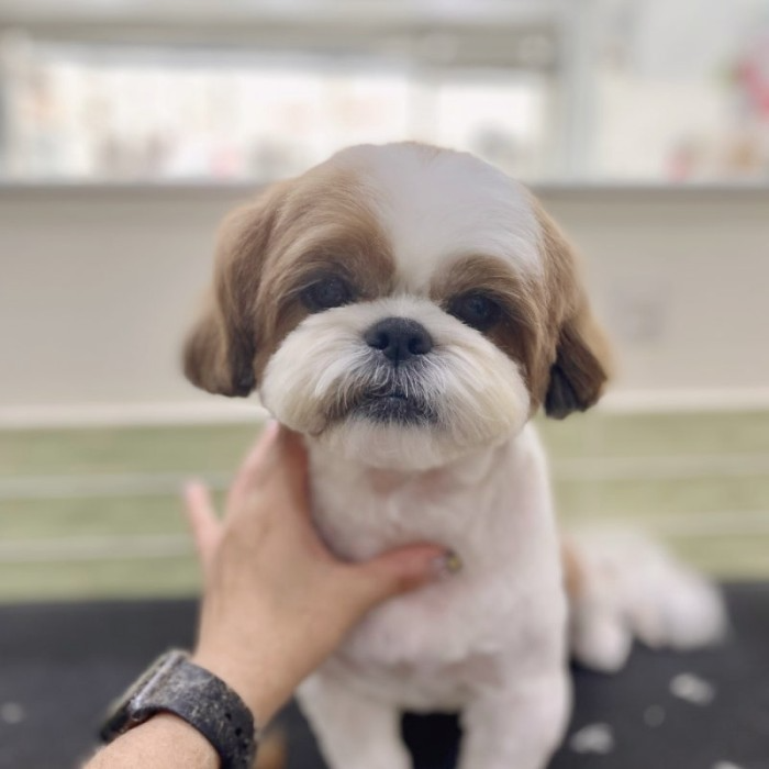 네이버 인플루언서