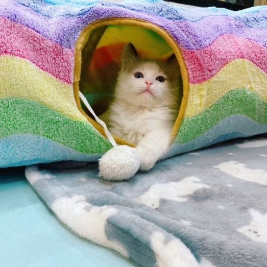 마리