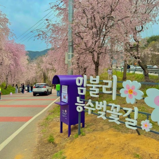 시골토끼