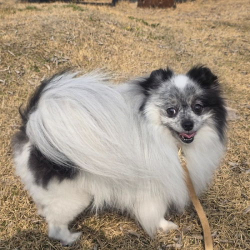 녹수