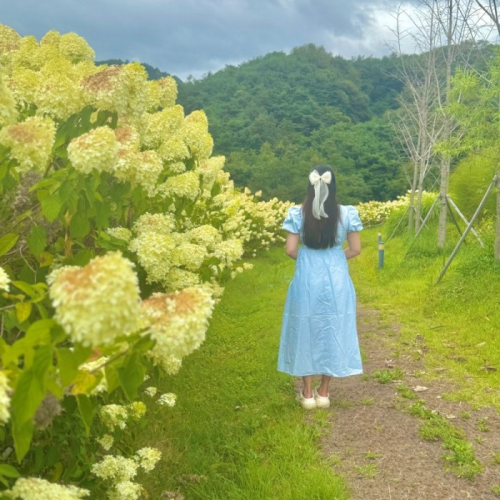 목향